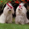 maltese puppies for adoption